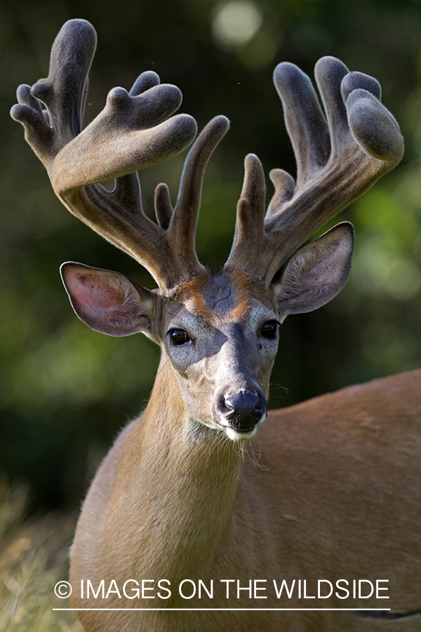 White-tailed buck in habitat.