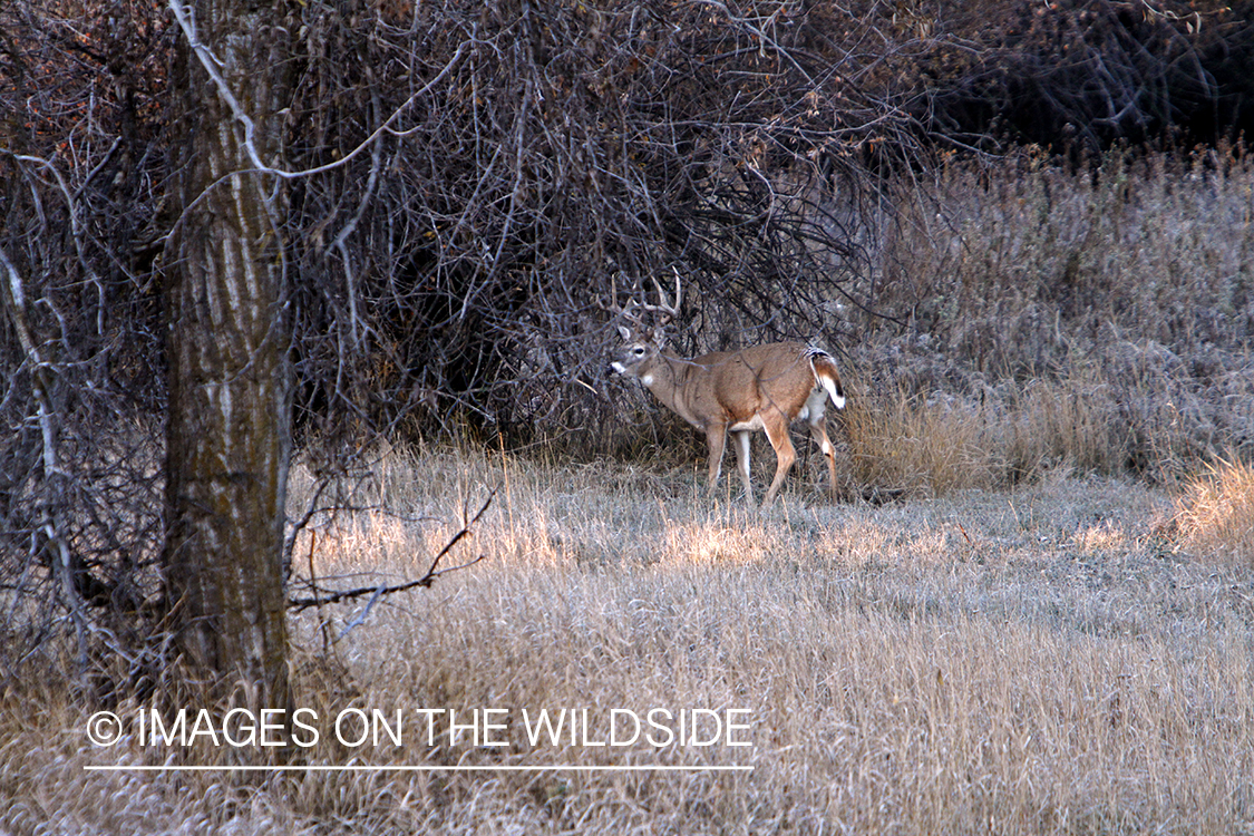 View of White-tailed buck in habitat from tree stand.