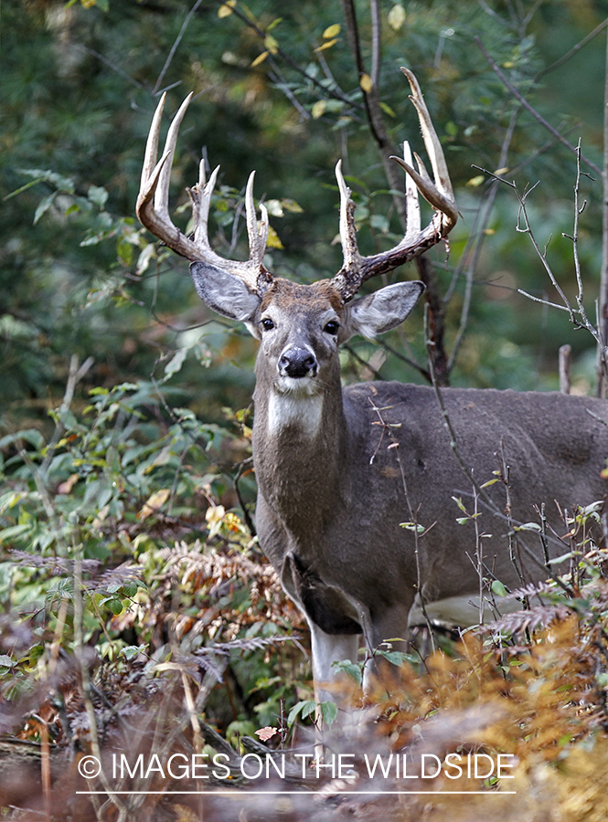 White-tailed buck in habitat.