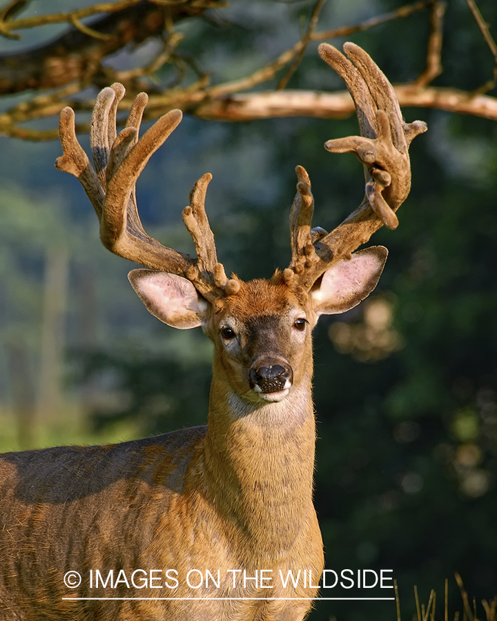 White-tailed buck in velvet.