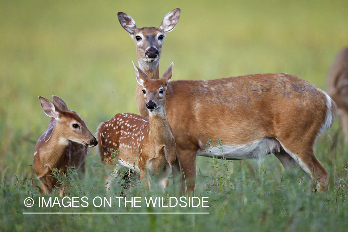 White-tailed doe with fawns in velvet.