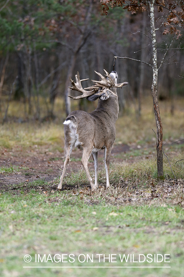 White-tailed buck scent marking.