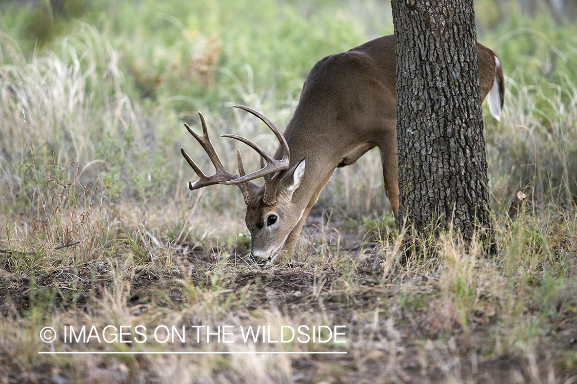 White-tailed following doe trail during the rut.