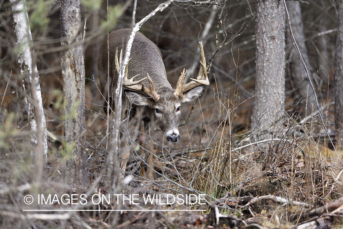 White-tailed buck following doe trail during the rut.