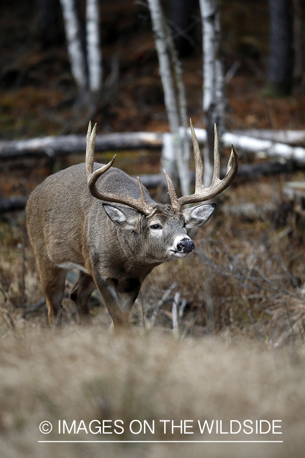 White-tailed buck following doe trail during the rut.