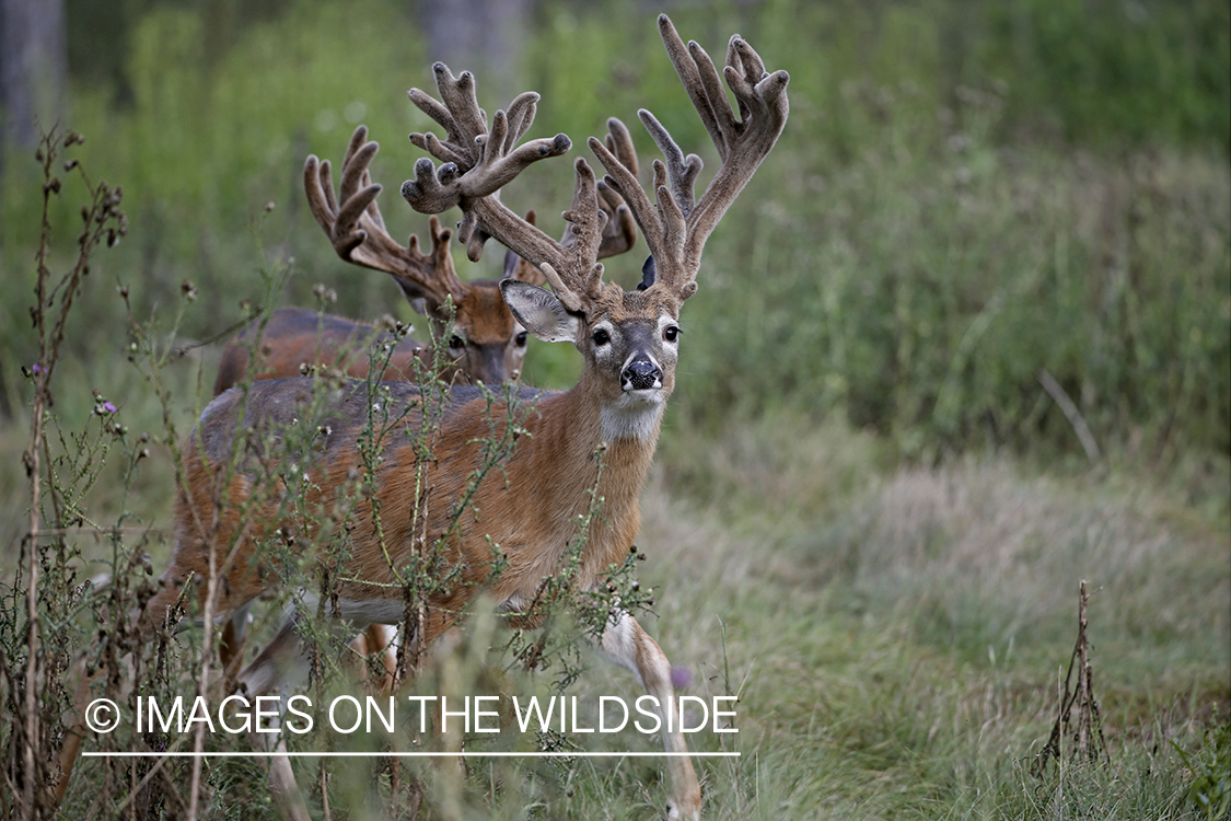 White-tailed Buck in Velvet.