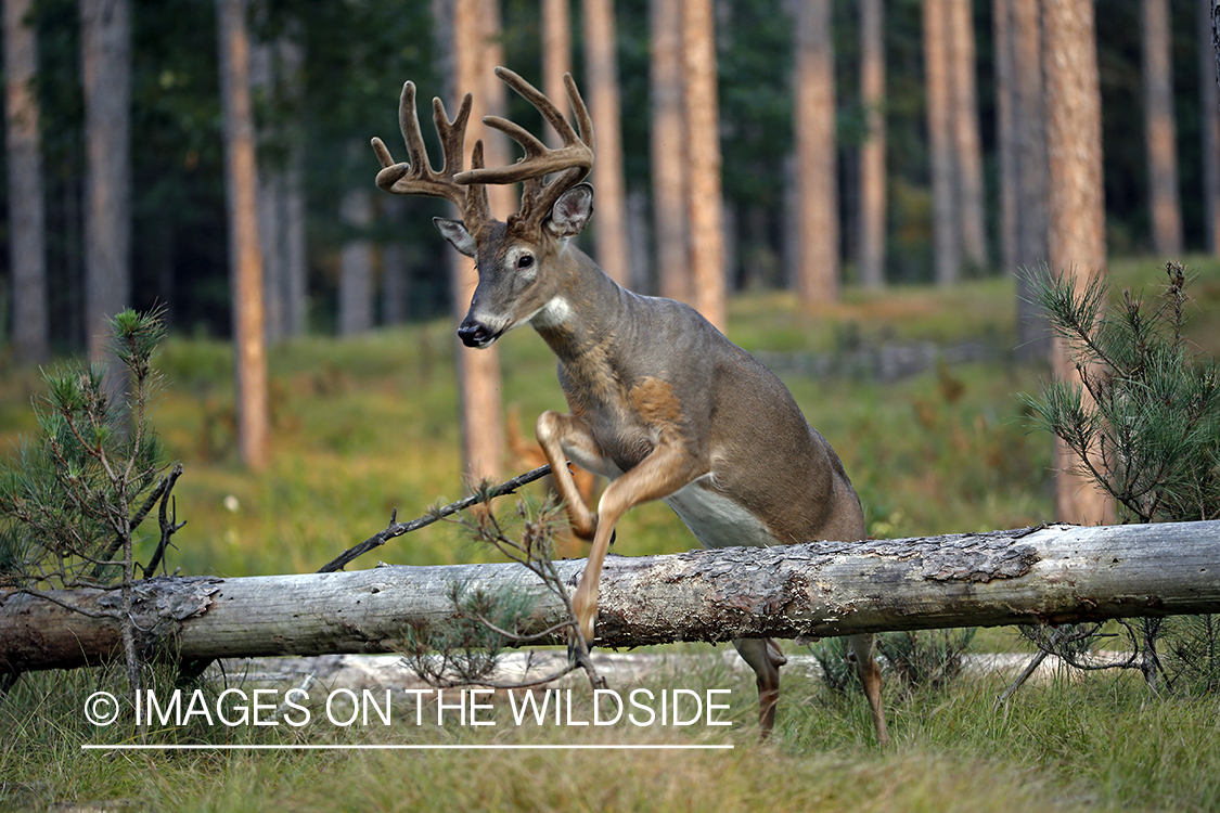 White-tailed buck jumping over log.