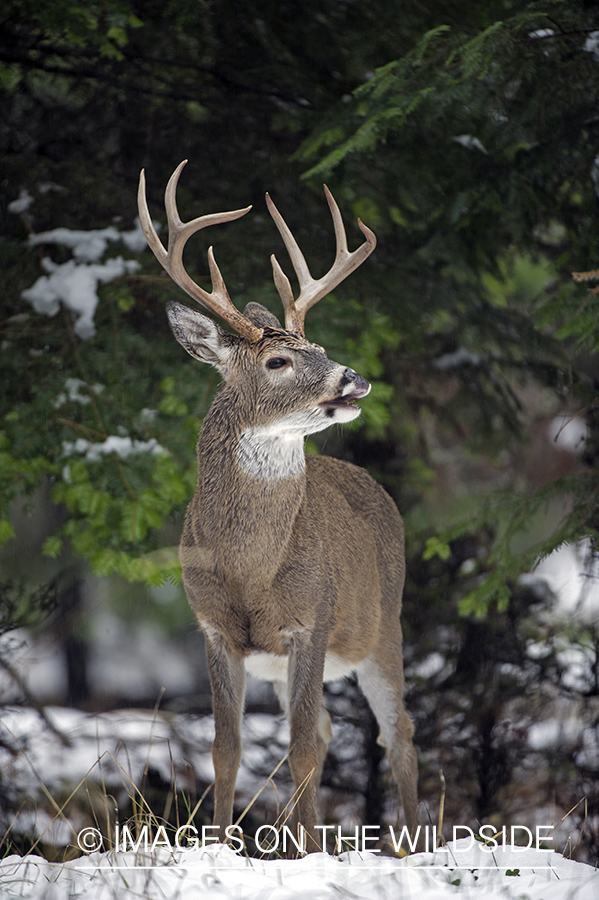 White-tailed buck in winter.