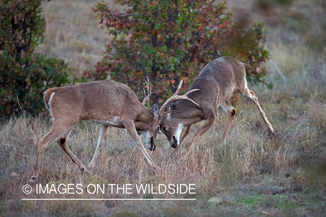 White-tailed bucks fighting.