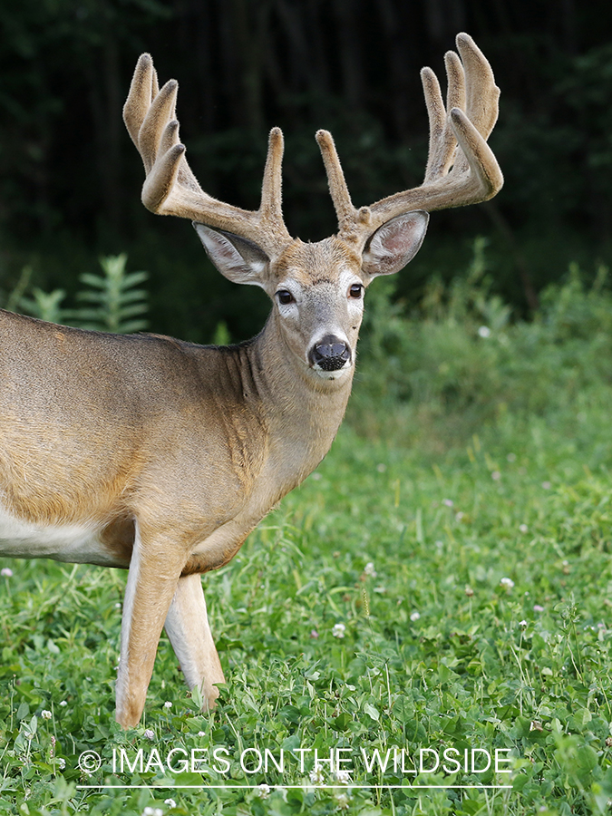 White-tailed buck in velvet.