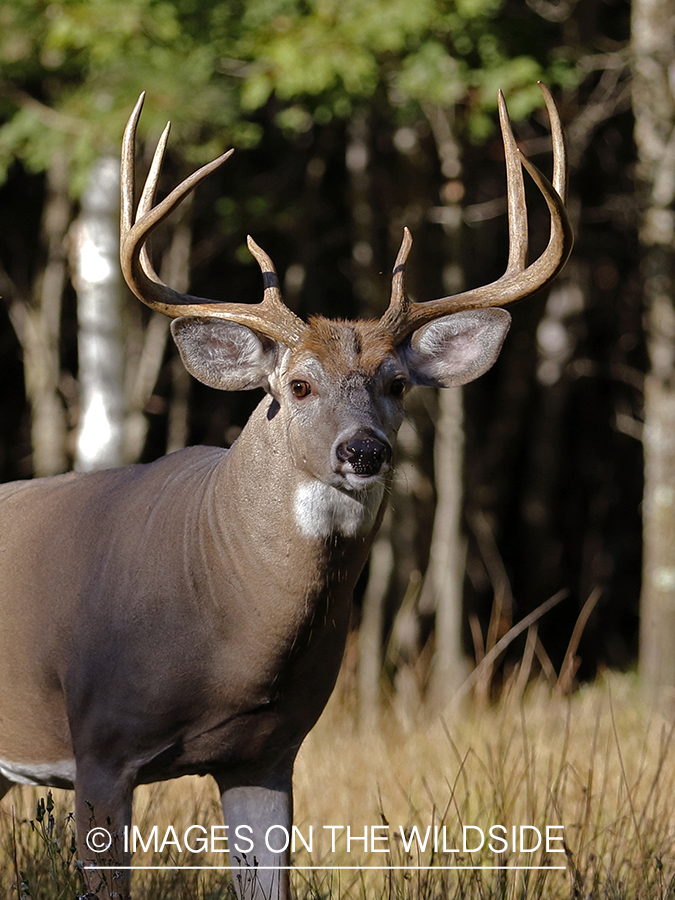 White-tailed buck in field.