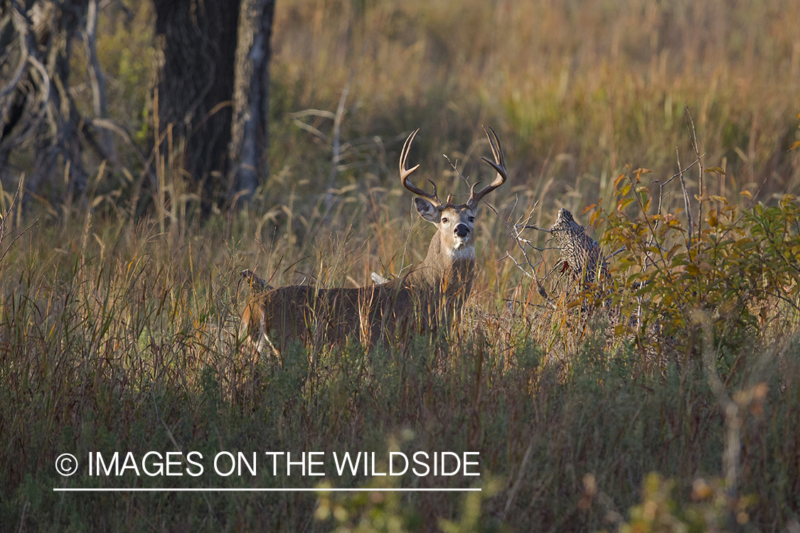 White-tailed buck in field.