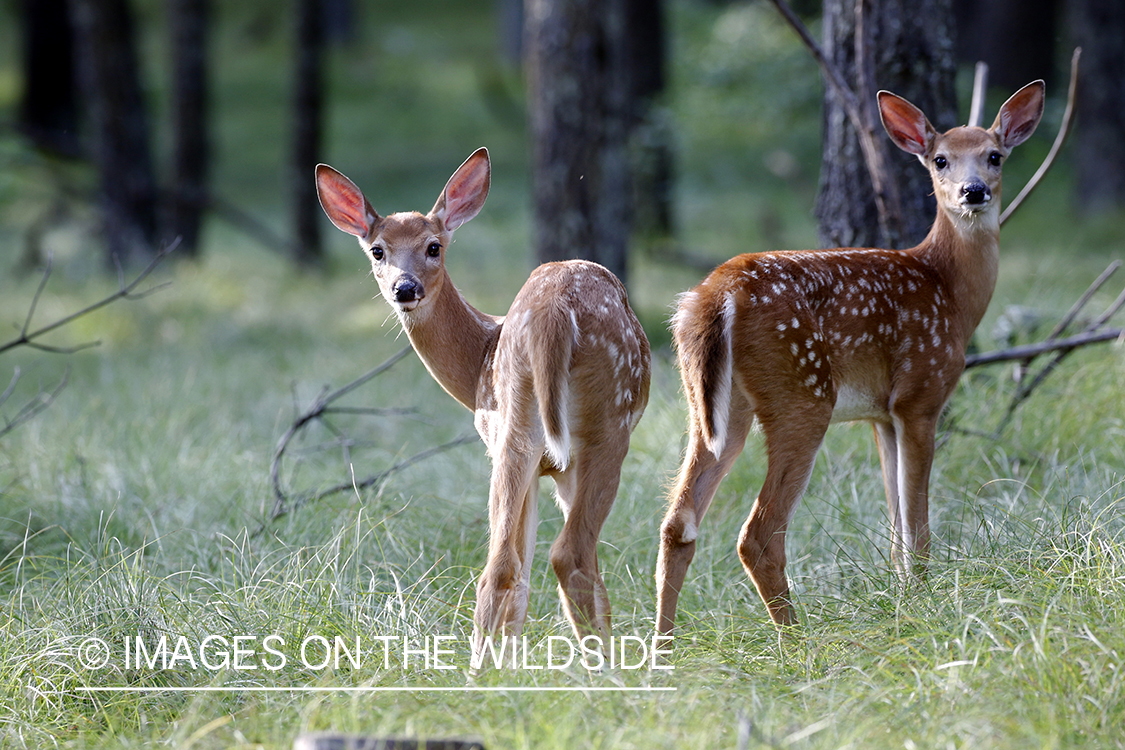 White-tailed fawns in field.