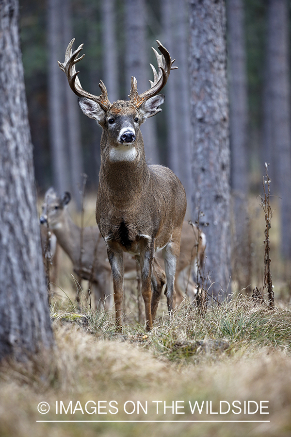 White-tailed buck in field.