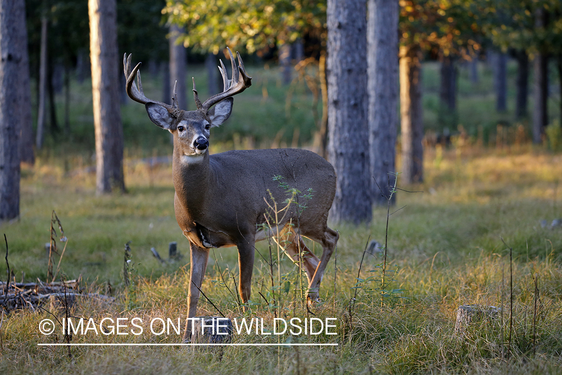 White-tailed buck in the rut.