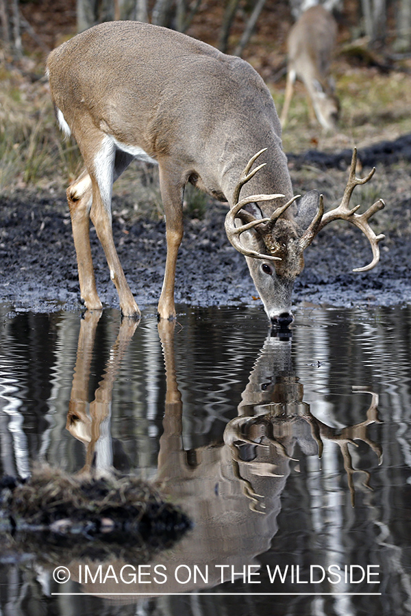 White-tailed buck in water.