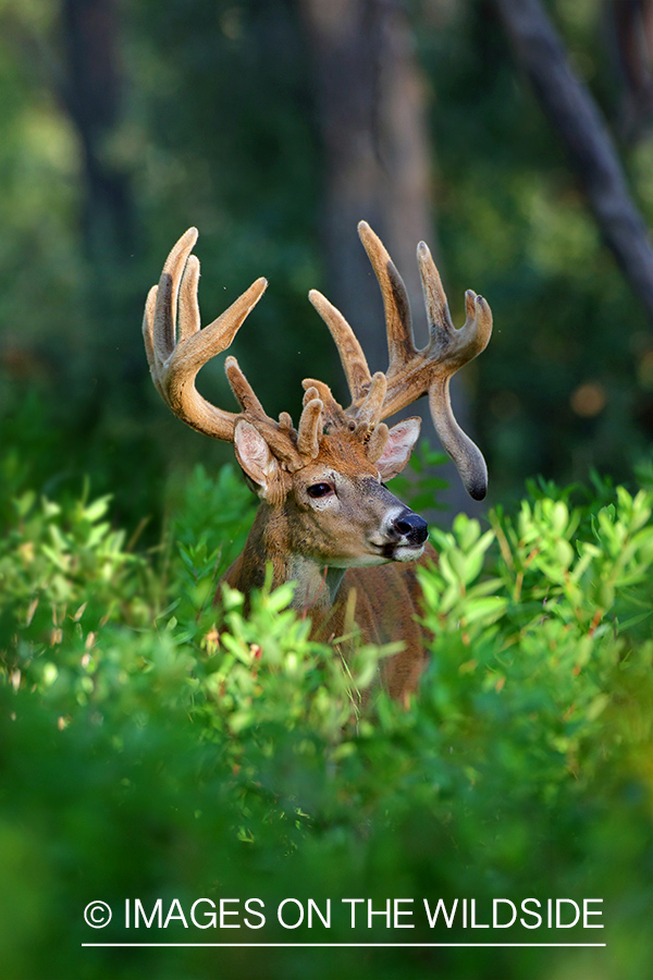 White-tailed buck in Velvet.