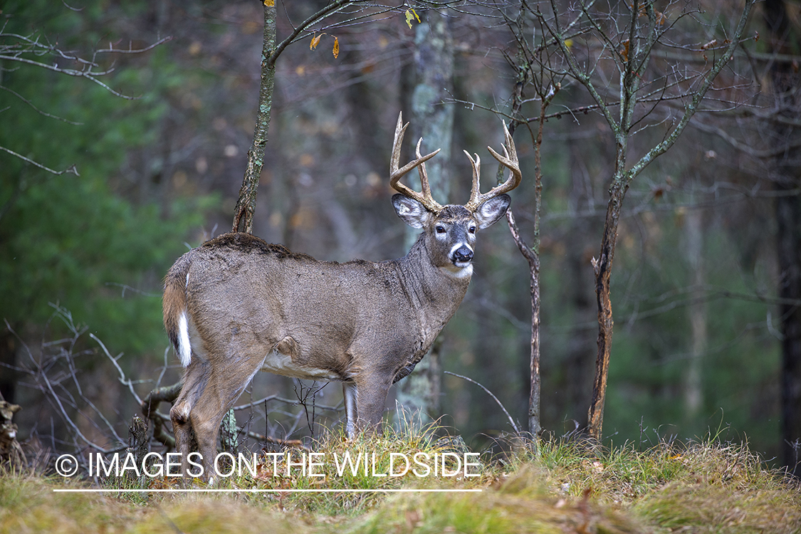 White-tailed buck in field.