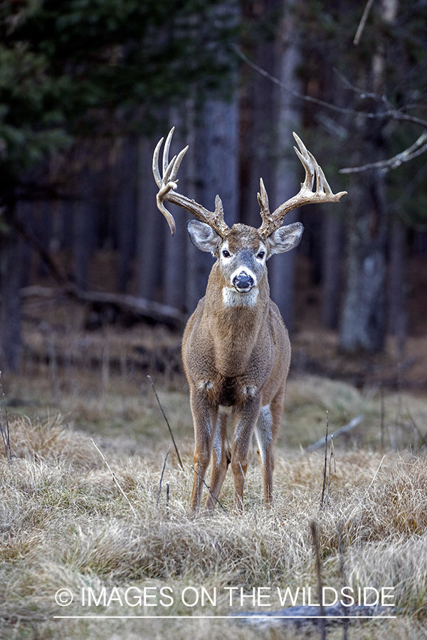 White-tailed buck in field.