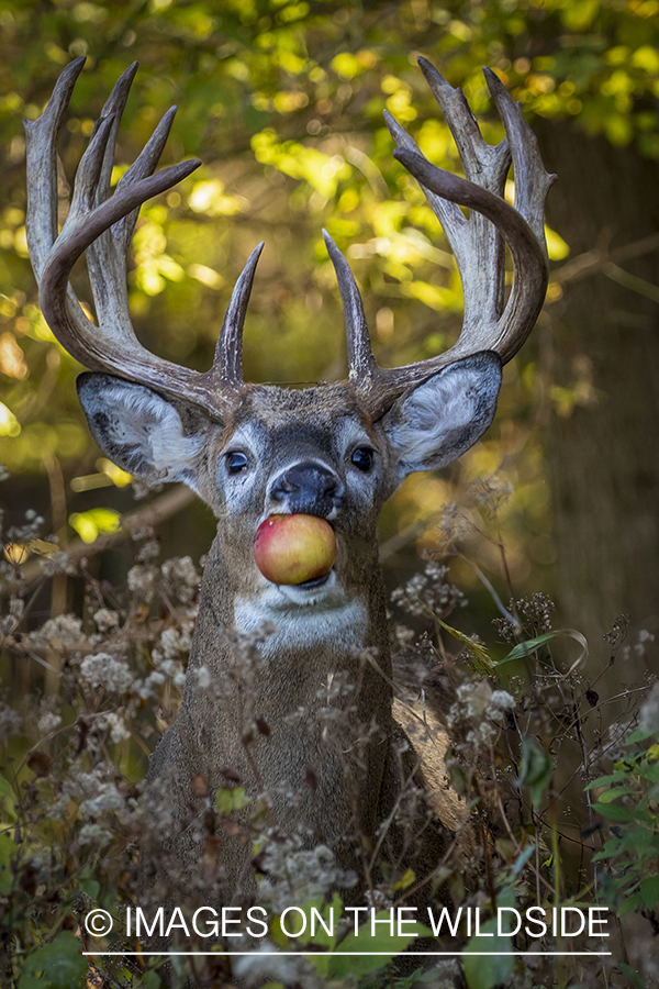 White-tailed buck with apple in mouth.