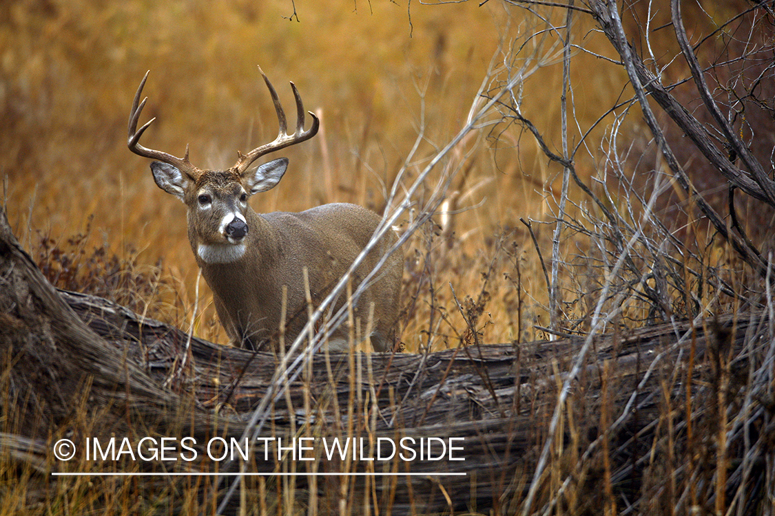 White-tailed deer in habitat