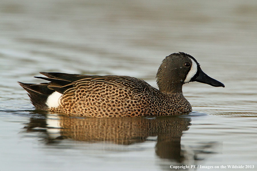 Blue-winged Teal drake in habitat.