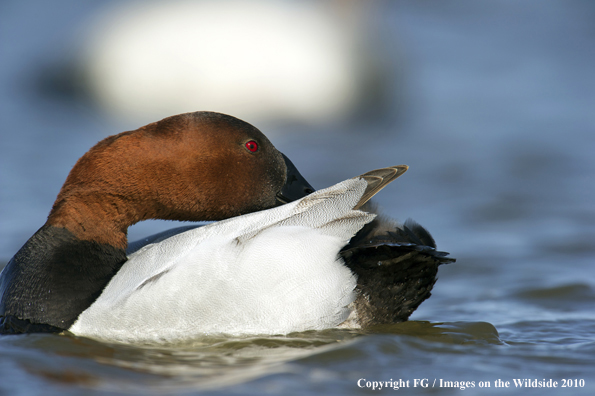 Canvasback drake in habitat