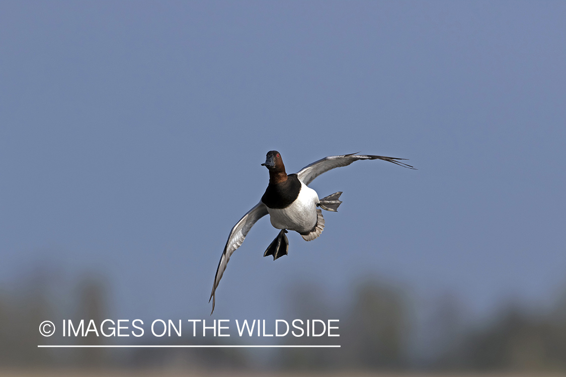 Canvasback (whiffling) in flight.