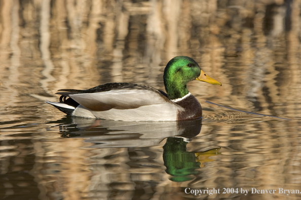 Mallard drake on pond.