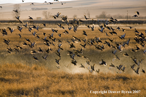 Mallard ducks in flight