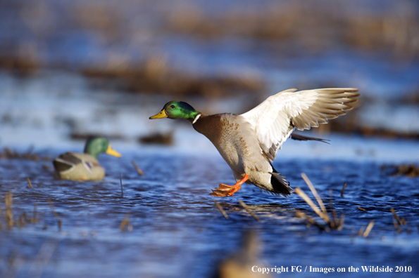 Mallard drake landing in habitat