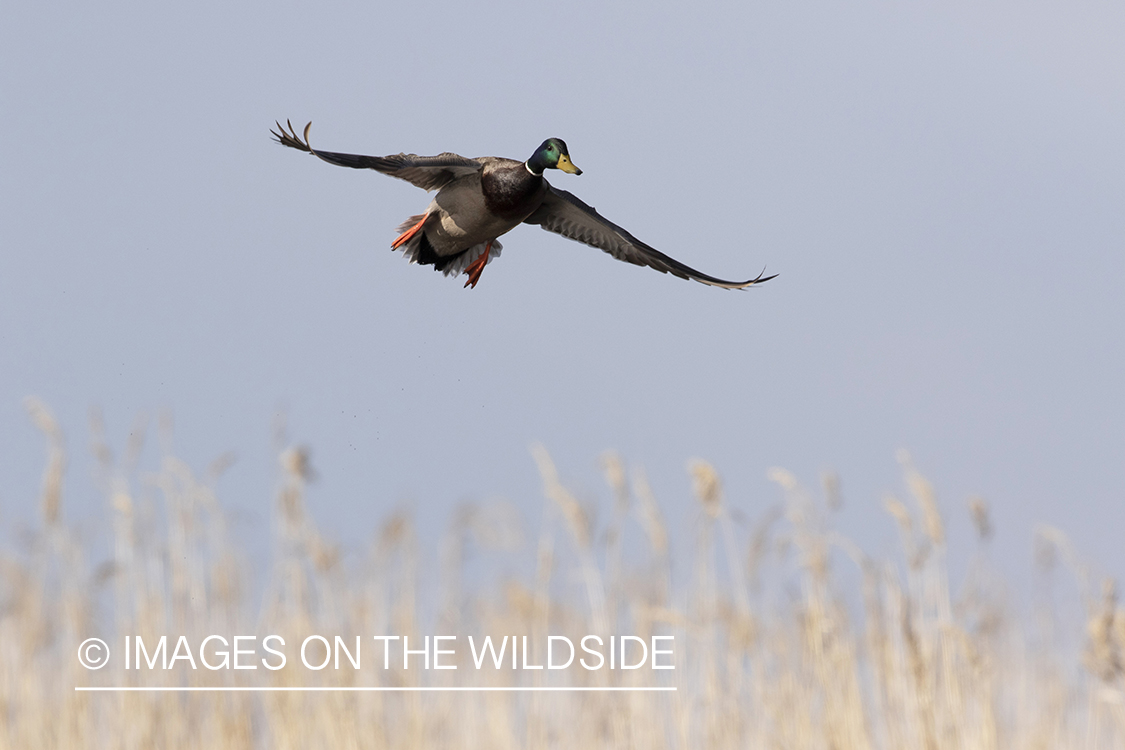 Mallard drake in flight.