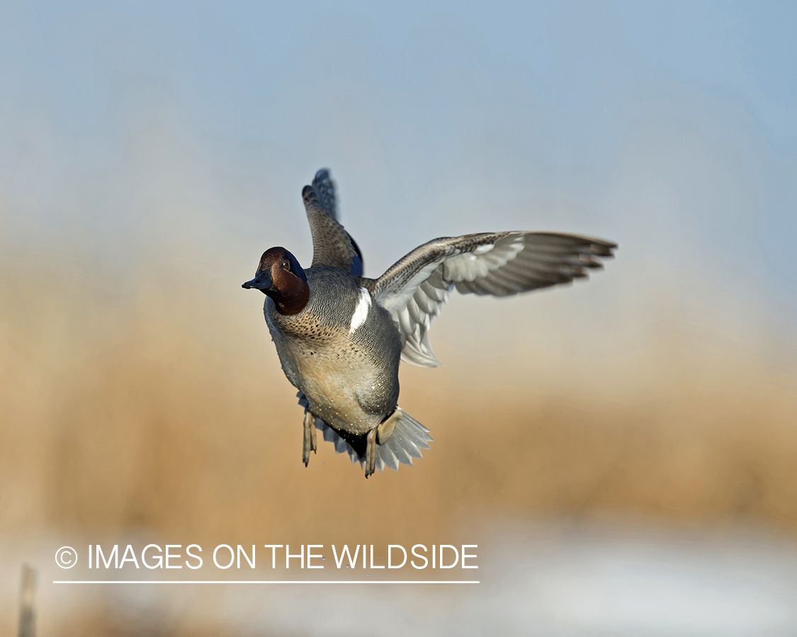 Green-winged Teal in flight.