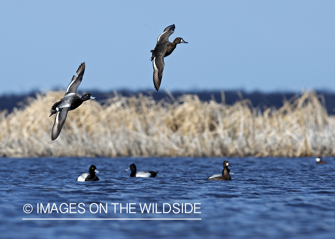 Lesser Scaup ducks in flight.