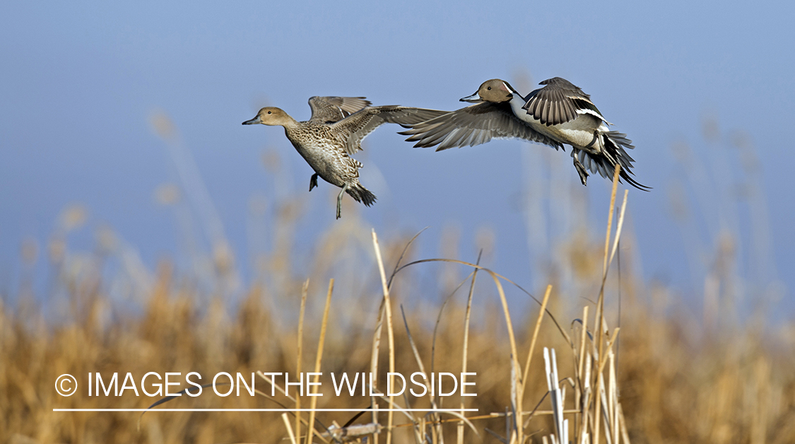 Pintails in flight.