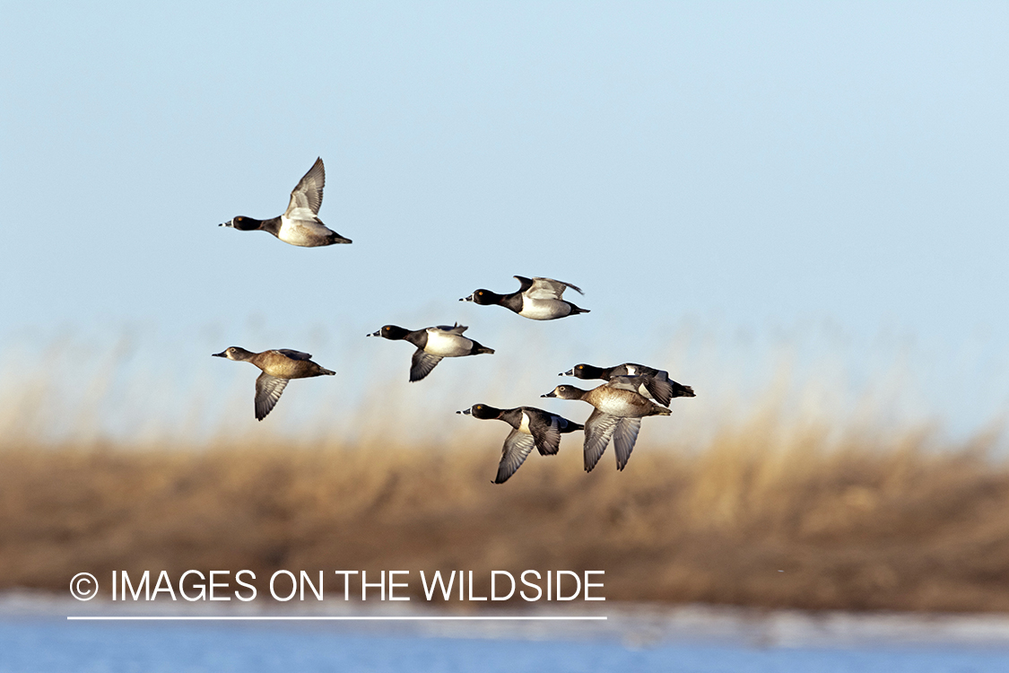 Ring-necked ducks in flight.