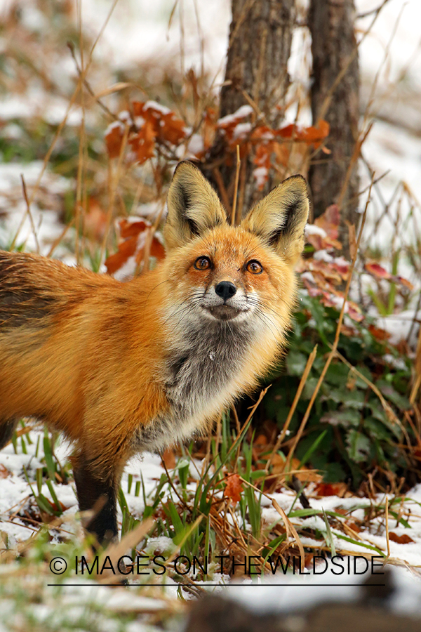 Red Fox in winter habitat.