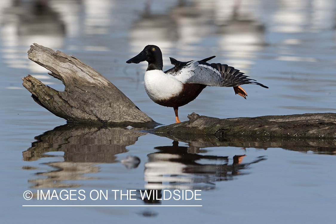 Shoveler duck on old log.