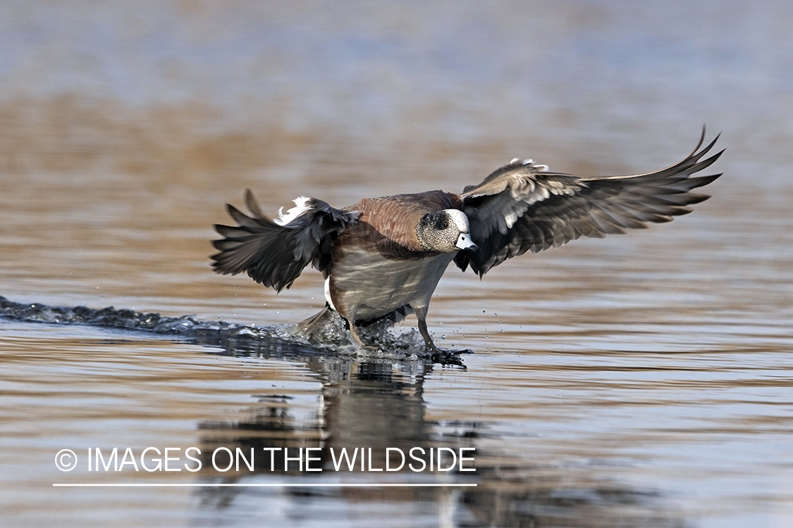 Wigeon drake in flight.