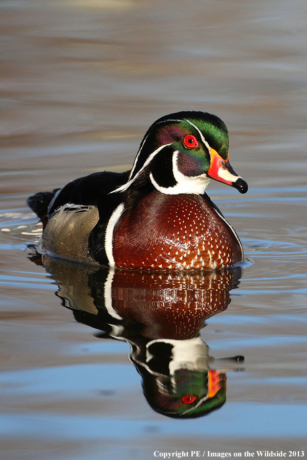 Wood Duck drake in habitat.