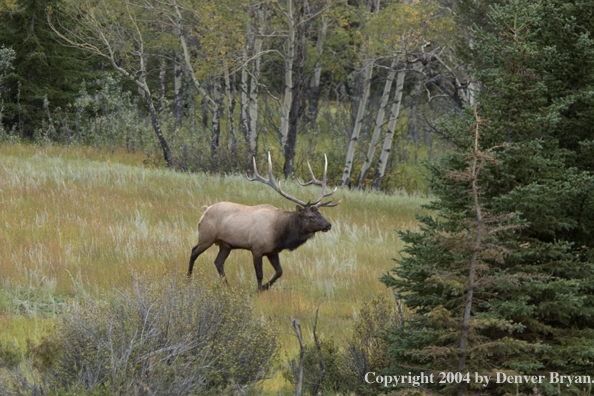 Rocky Mountain bull elk in habitat.