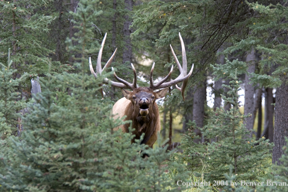 Rocky Mountain bull elk bugling.