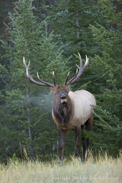 Rocky Mountain bull elk bugling.