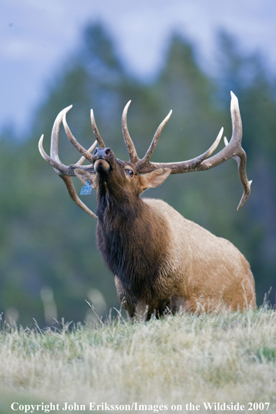 Elk in habitat