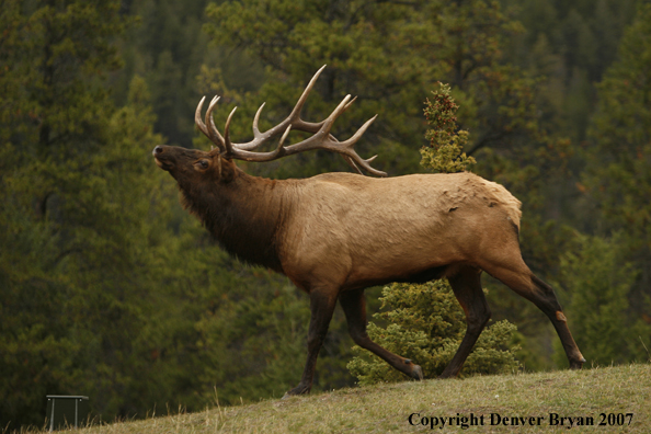 Rocky Mountain Elk 