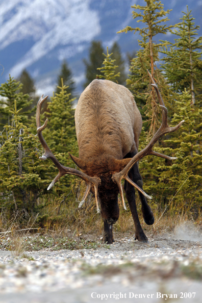 Rocky Mountain Elk charging