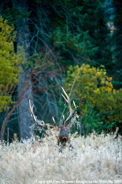 Bull Elk in field