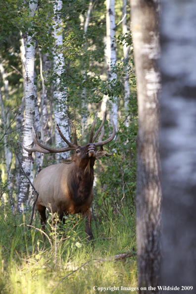 Rocky Mountain Bull Elk