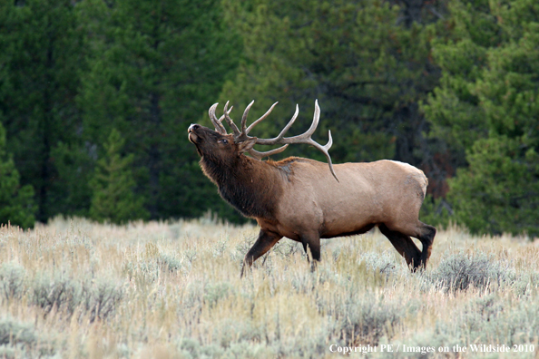 Rocky Mountain bull elk in habitat. 