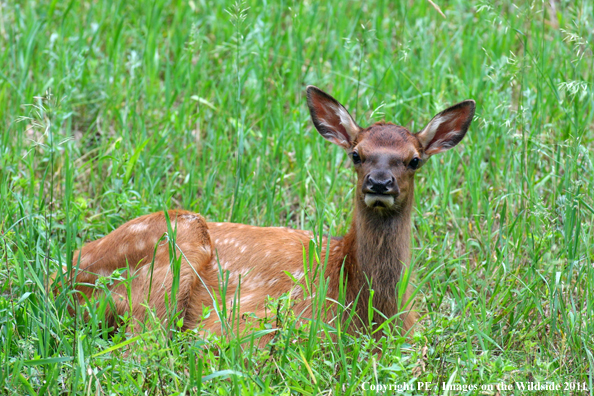 Rocky Mountain elk calf in field. 